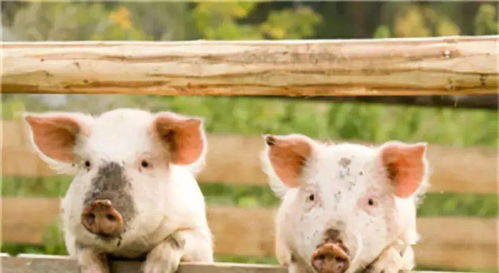 飼養(yǎng)密度對豬群健康與豬舍環(huán)境的影響