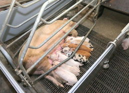 金正恩視察朝鮮人民軍549部隊養豬工廠，高度關注黃牛養殖