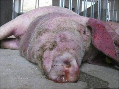 豬咳嗽喘氣總治不好？專家教你一招，科學治愈呼吸道疾病